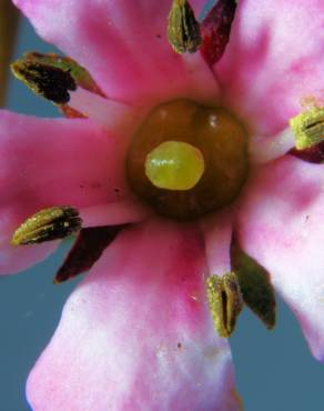 Fotografia 5 da espécie Cotoneaster franchetii no Jardim Botânico UTAD