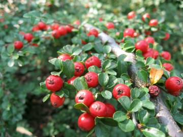 Fotografia da espécie Cotoneaster microphyllus