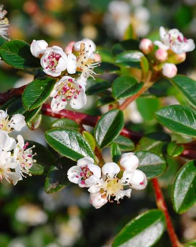 Fotografia de capa Cotoneaster microphyllus - do Jardim Botânico