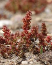 Fotografia da espécie Crassula tillaea