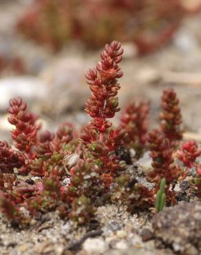 Fotografia 1 da espécie Crassula tillaea no Jardim Botânico UTAD