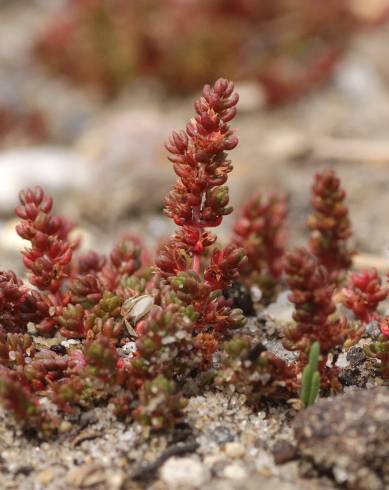 Fotografia de capa Crassula tillaea - do Jardim Botânico