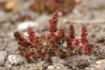 Fotografia da espécie Crassula tillaea