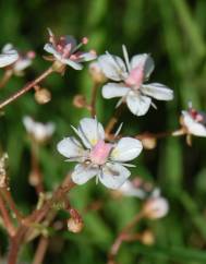 Saxifraga spathularis