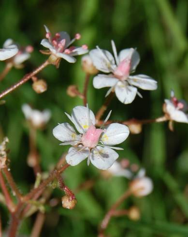 Fotografia de capa Saxifraga spathularis - do Jardim Botânico