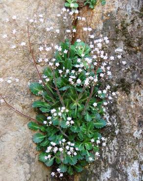 Fotografia 6 da espécie Saxifraga spathularis no Jardim Botânico UTAD