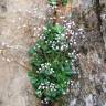 Fotografia 6 da espécie Saxifraga spathularis do Jardim Botânico UTAD