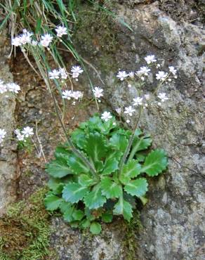 Fotografia 7 da espécie Saxifraga spathularis no Jardim Botânico UTAD