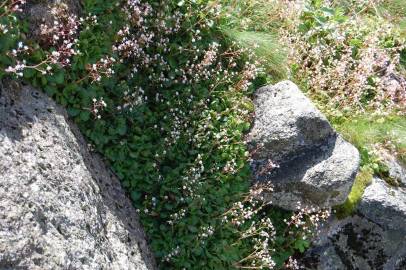Fotografia da espécie Saxifraga spathularis