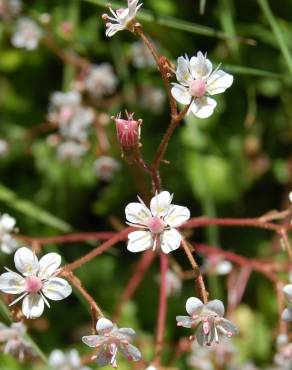 Fotografia 9 da espécie Saxifraga spathularis no Jardim Botânico UTAD