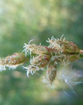 Fotografia 7 da espécie Schoenoplectus tabernaemontani no Jardim Botânico UTAD