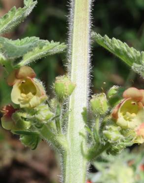 Fotografia 3 da espécie Scrophularia grandiflora no Jardim Botânico UTAD