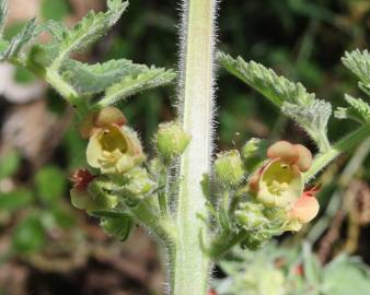 Fotografia da espécie Scrophularia grandiflora