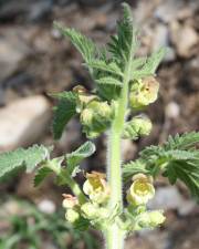 Fotografia da espécie Scrophularia grandiflora