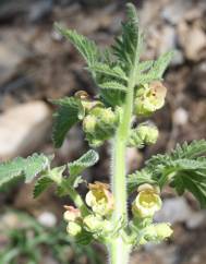 Scrophularia grandiflora