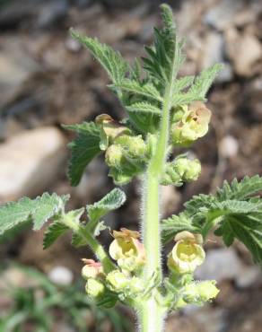 Fotografia 1 da espécie Scrophularia grandiflora no Jardim Botânico UTAD