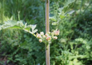 Fotografia da espécie Scrophularia grandiflora