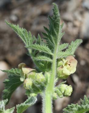 Fotografia 7 da espécie Scrophularia grandiflora no Jardim Botânico UTAD