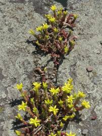 Fotografia da espécie Sedum acre