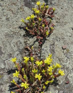 Fotografia 9 da espécie Sedum acre no Jardim Botânico UTAD