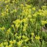 Fotografia 10 da espécie Sedum acre do Jardim Botânico UTAD