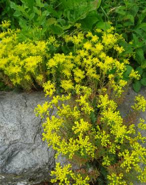 Fotografia 11 da espécie Sedum acre no Jardim Botânico UTAD