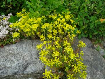 Fotografia da espécie Sedum acre