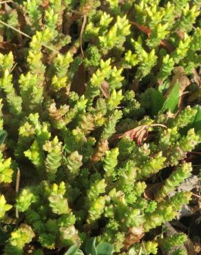 Fotografia 12 da espécie Sedum acre no Jardim Botânico UTAD