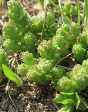 Fotografia 16 da espécie Sedum acre no Jardim Botânico UTAD