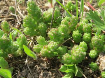 Fotografia da espécie Sedum acre