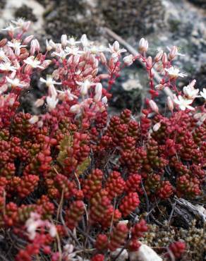 Fotografia 5 da espécie Sedum brevifolium no Jardim Botânico UTAD