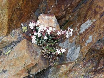 Fotografia da espécie Sedum brevifolium