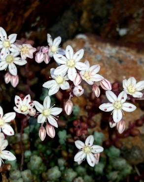 Fotografia 8 da espécie Sedum brevifolium no Jardim Botânico UTAD