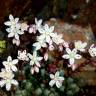 Fotografia 8 da espécie Sedum brevifolium do Jardim Botânico UTAD