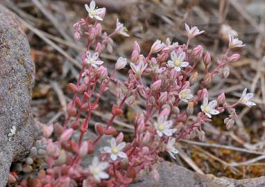 Fotografia da espécie Sedum brevifolium