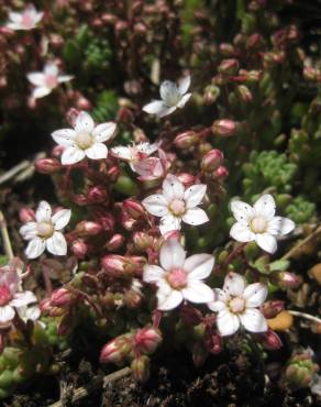 Fotografia 11 da espécie Sedum brevifolium no Jardim Botânico UTAD