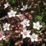 Fotografia 11 da espécie Sedum brevifolium do Jardim Botânico UTAD