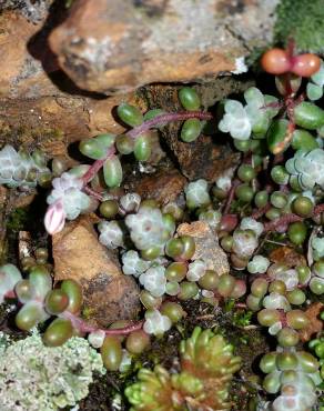 Fotografia 12 da espécie Sedum brevifolium no Jardim Botânico UTAD