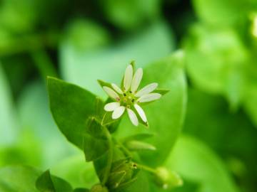 Fotografia da espécie Stellaria media