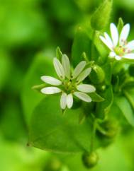 Stellaria media