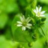 Fotografia 1 da espécie Stellaria media do Jardim Botânico UTAD