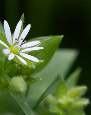 Fotografia 3 da espécie Stellaria media no Jardim Botânico UTAD