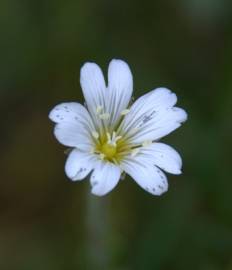 Fotografia da espécie Stellaria media