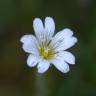 Fotografia 4 da espécie Stellaria media do Jardim Botânico UTAD