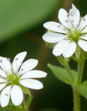 Fotografia 6 da espécie Stellaria media no Jardim Botânico UTAD