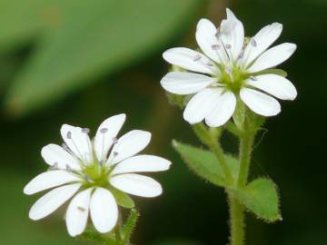Fotografia da espécie Stellaria media