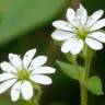 Fotografia 6 da espécie Stellaria media do Jardim Botânico UTAD