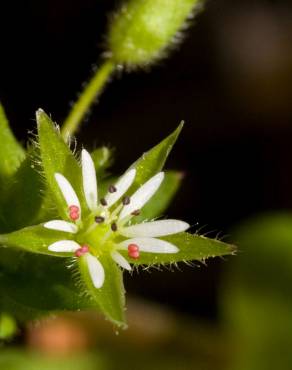 Fotografia 8 da espécie Stellaria media no Jardim Botânico UTAD