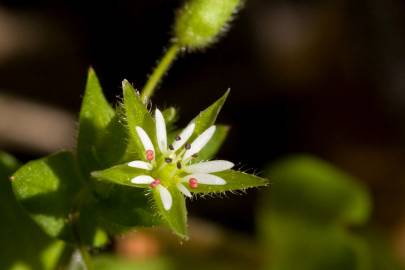 Fotografia da espécie Stellaria media