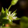 Fotografia 8 da espécie Stellaria media do Jardim Botânico UTAD